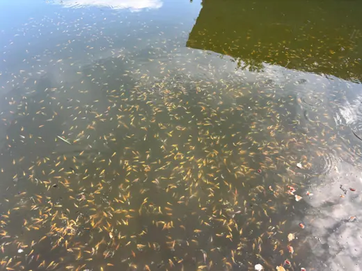 Wasser, Ufer und Natur rund um die Koifarm Krumbach