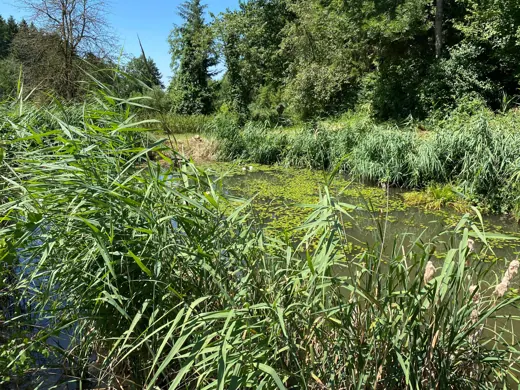 Wasser, Ufer und Natur rund um die Koifarm Krumbach