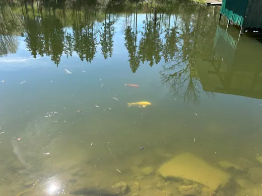 Wasser, Ufer und Natur rund um die Koifarm Krumbach
