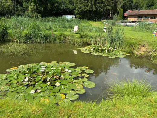 Wasser, Ufer und Natur rund um die Koifarm Krumbach