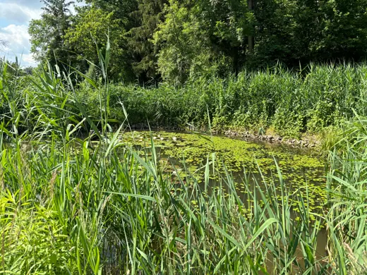 Schilf und Wasserpflanzen am Teichufer