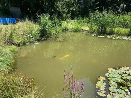 Wasser, Ufer und Natur rund um die Koifarm Krumbach