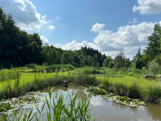 Naturweiher mit Seerosen und grüner Uferbepflanzung