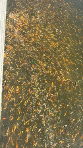 Wasser, Ufer und Natur rund um die Koifarm Krumbach