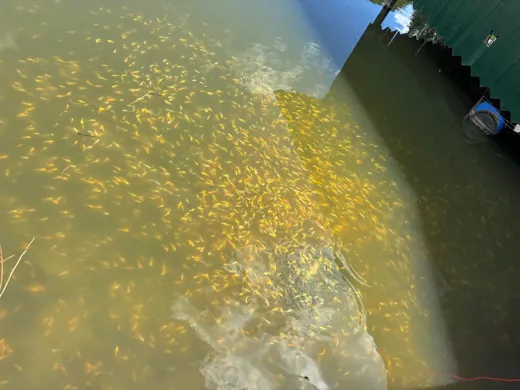 Wasser, Ufer und Natur rund um die Koifarm Krumbach