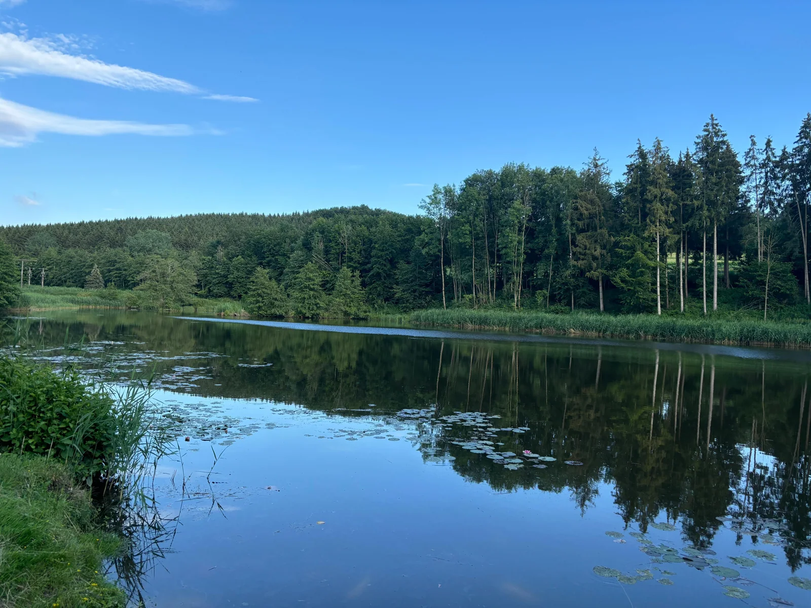 Ruhiger Naturteich mit Wald im Hintergrund
