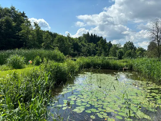Wasser, Ufer und Natur rund um die Koifarm Krumbach