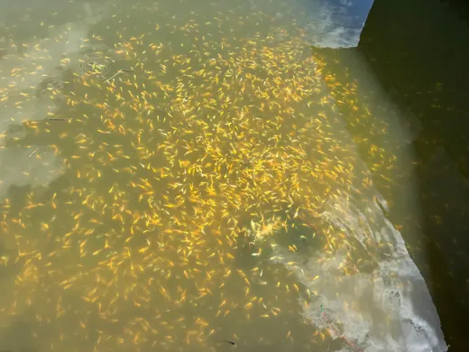 Wasser, Ufer und Natur rund um die Koifarm Krumbach