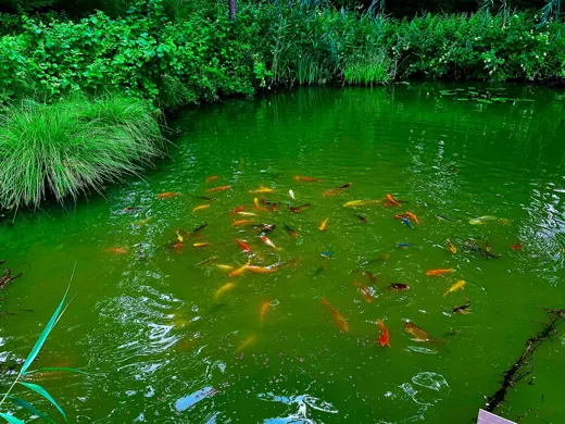 Wasser, Ufer und Natur rund um die Koifarm Krumbach