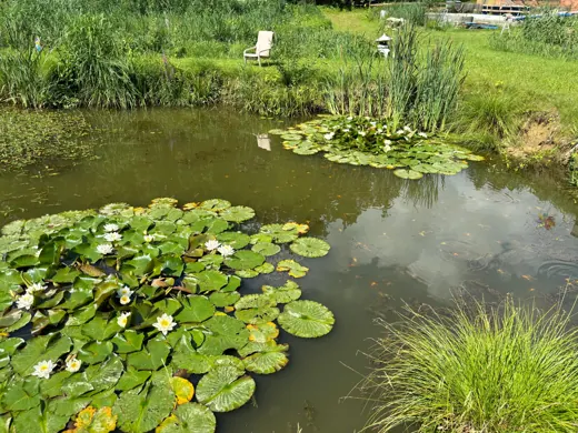 Wasser, Ufer und Natur rund um die Koifarm Krumbach