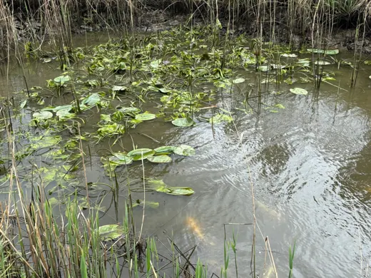 Wasser, Ufer und Natur rund um die Koifarm Krumbach