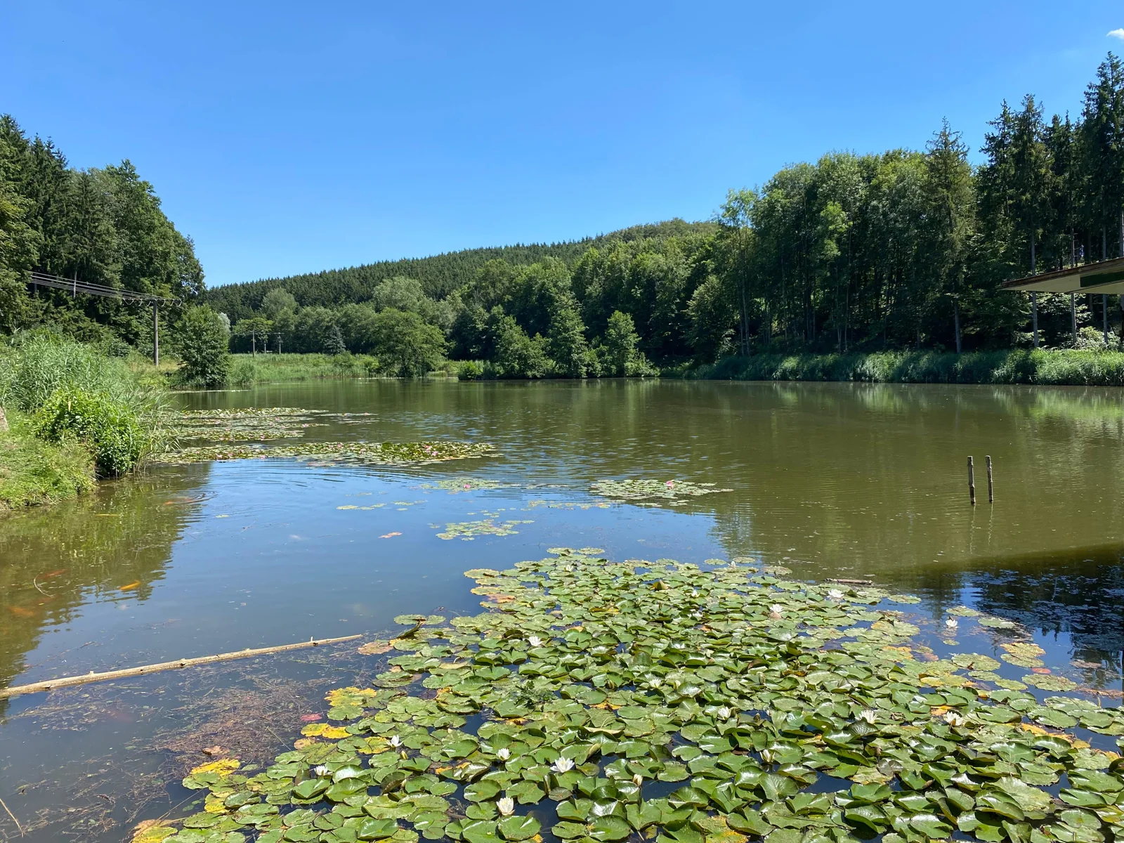 Naturteich mit Seerosen, Bäumen und weitem Blick