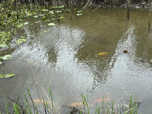 Wasser, Ufer und Natur rund um die Koifarm Krumbach
