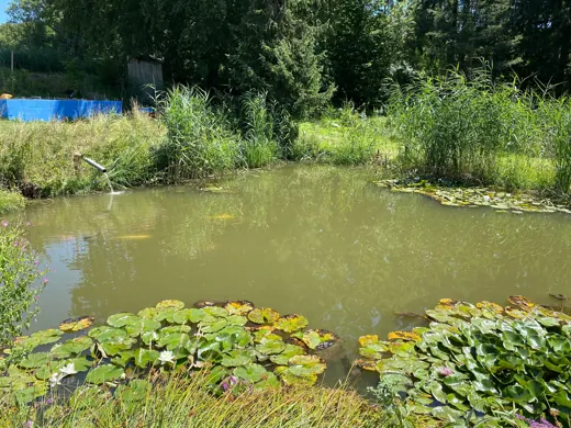 Wasser, Ufer und Natur rund um die Koifarm Krumbach