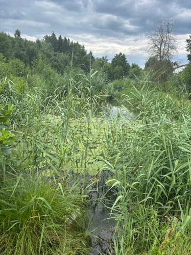 Wasser, Ufer und Natur rund um die Koifarm Krumbach