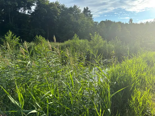Wasser, Ufer und Natur rund um die Koifarm Krumbach