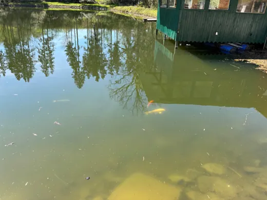Wasser, Ufer und Natur rund um die Koifarm Krumbach