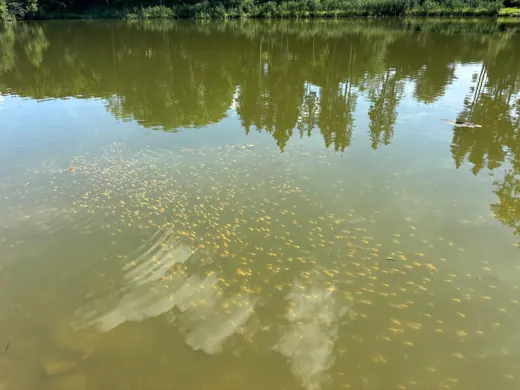 Wasser, Ufer und Natur rund um die Koifarm Krumbach
