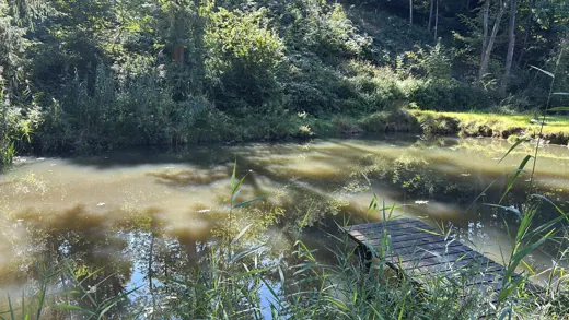 Wasser, Ufer und Natur rund um die Koifarm Krumbach