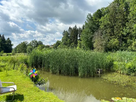 Sommerlicher Blick auf die bepflanzte Teichanlage