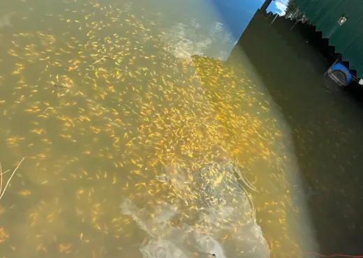Wasser, Ufer und Natur rund um die Koifarm Krumbach